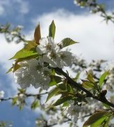 Cerisier en fleurs - JPG - 78.1 ko