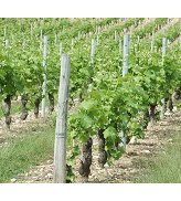 Vignes à Ousson sur Loire - JPG - 31.5 ko