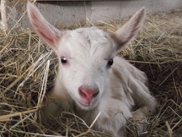 goat baby