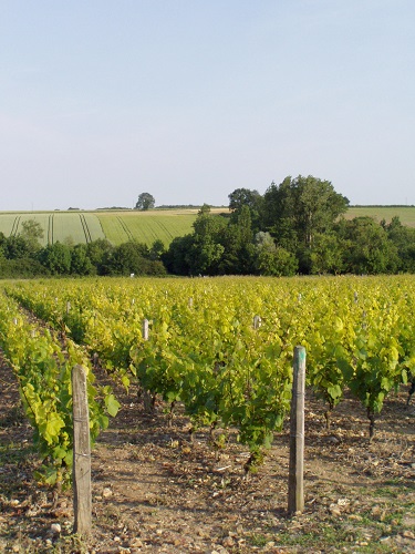 Vignes à Beaulieu sur Loire